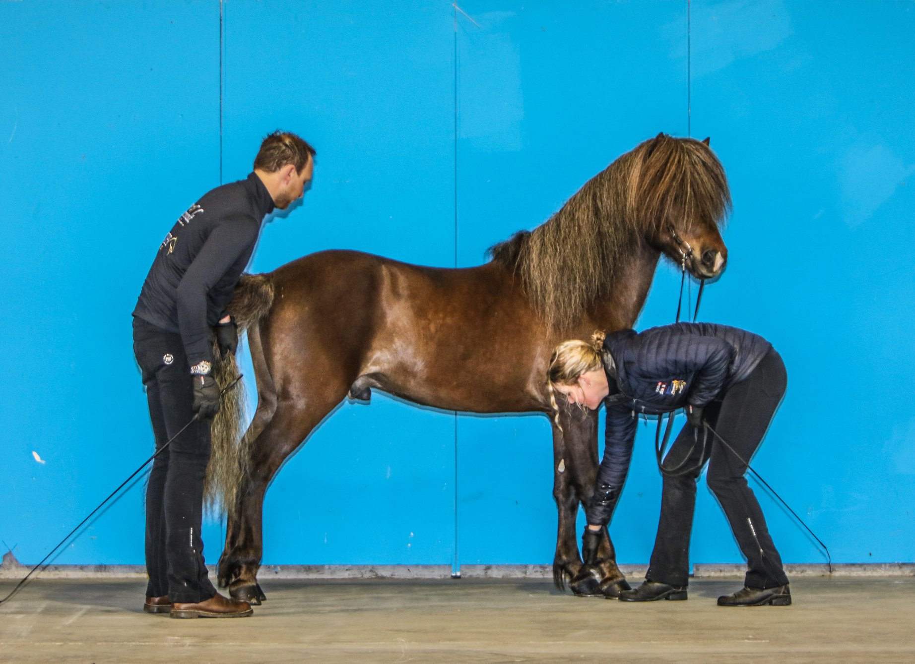 Få målt din hest - Dansk Islandshesteforening